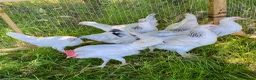 Chickens poultry for sale: Hybrid Hen Chickens For Sale Light Sussex Leghorn in Tonbridge - Advert 1