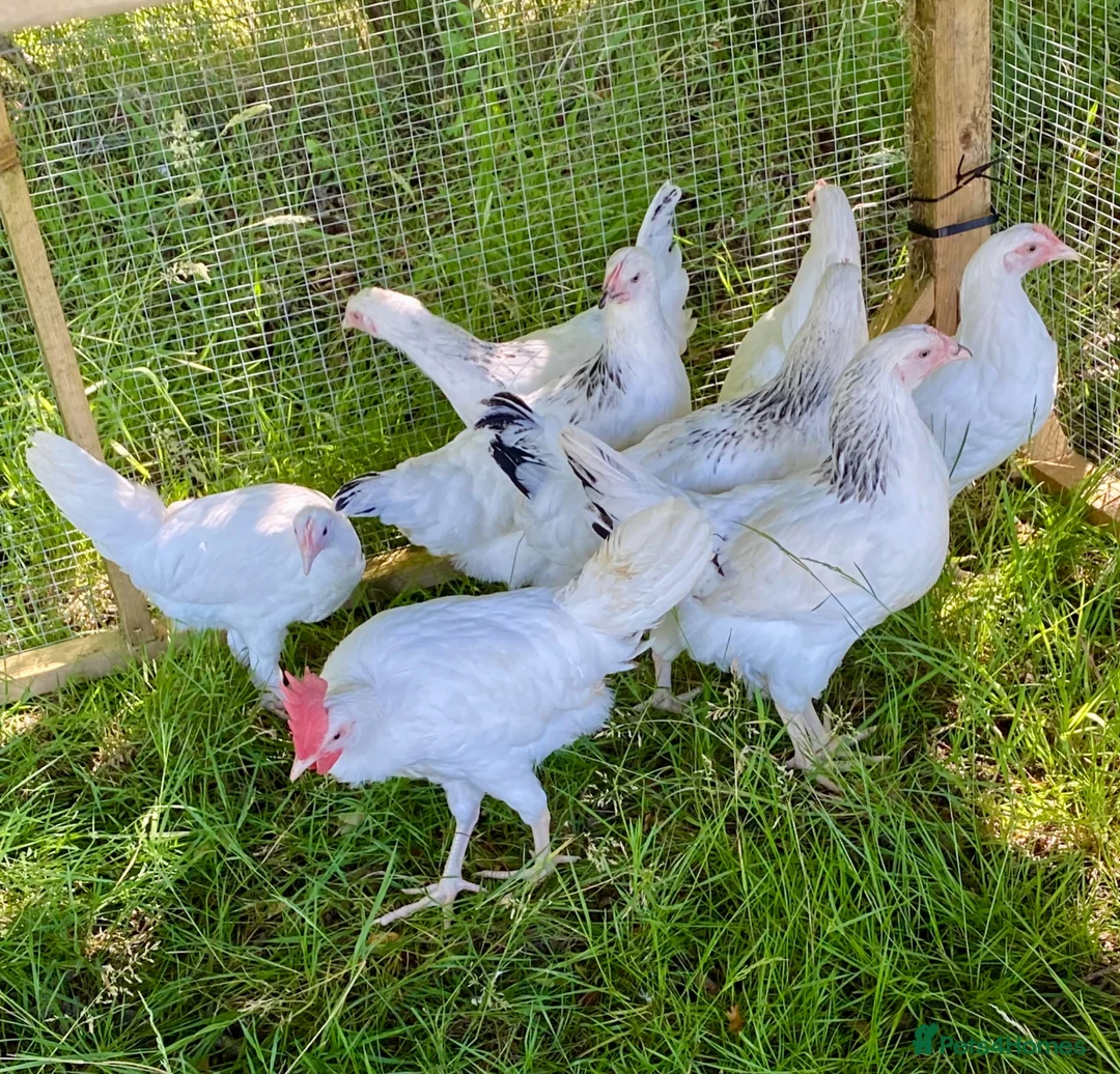 Chickens poultry for sale: Hybrid Hen Chickens For Sale Light Sussex Leghorn in Tonbridge - Advert 1