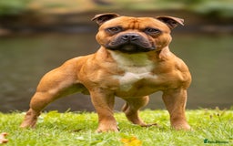 Staffordshire Bull Terrier dogs for stud: 🥨 Crufts Qualified Red SBT Stud 🥨 - Image 3