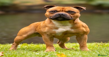 Staffordshire Bull Terrier dogs - Advert 1