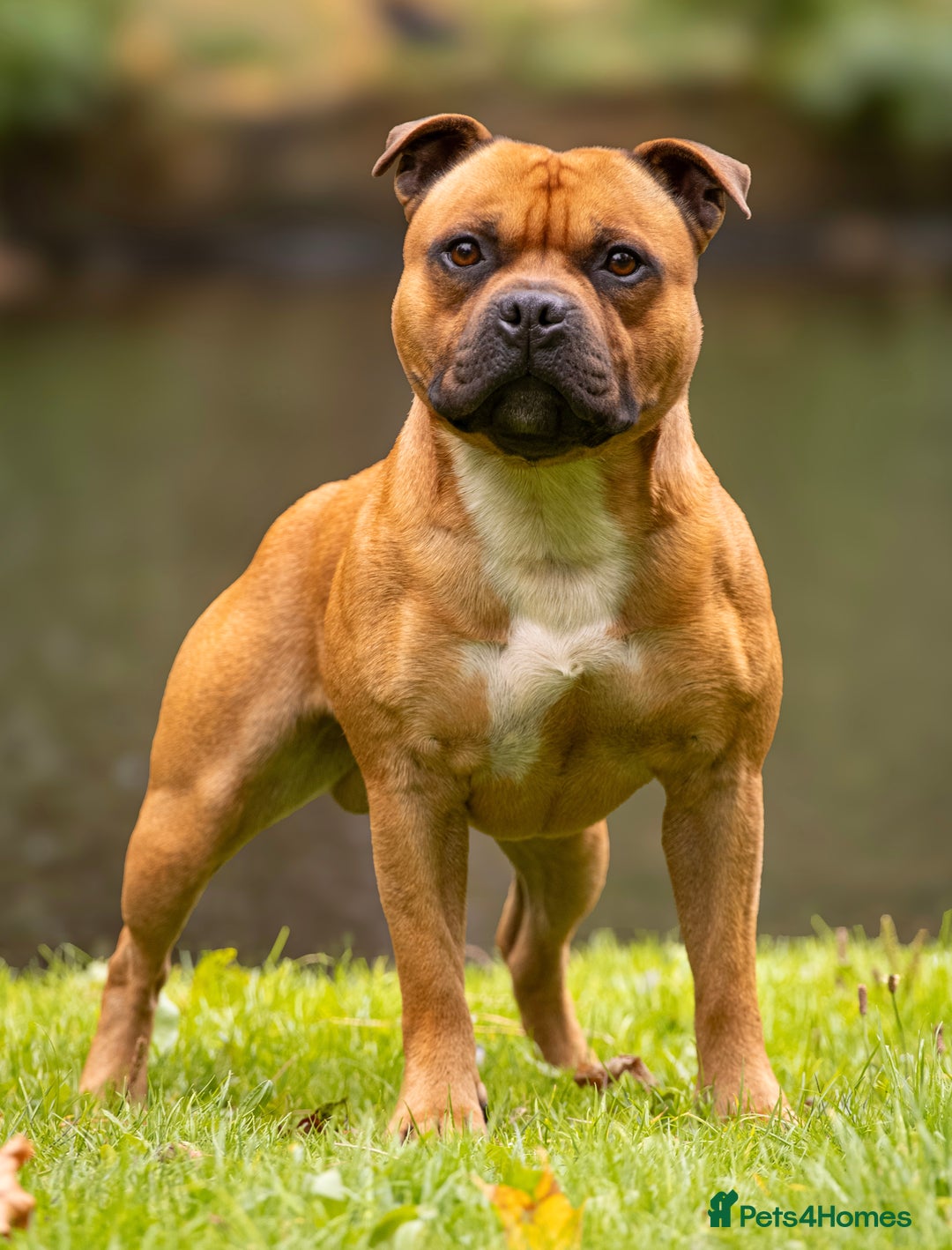 Staffordshire Bull Terrier dogs for stud: 🥨 Crufts Qualified Red SBT Stud 🥨 - Image 3