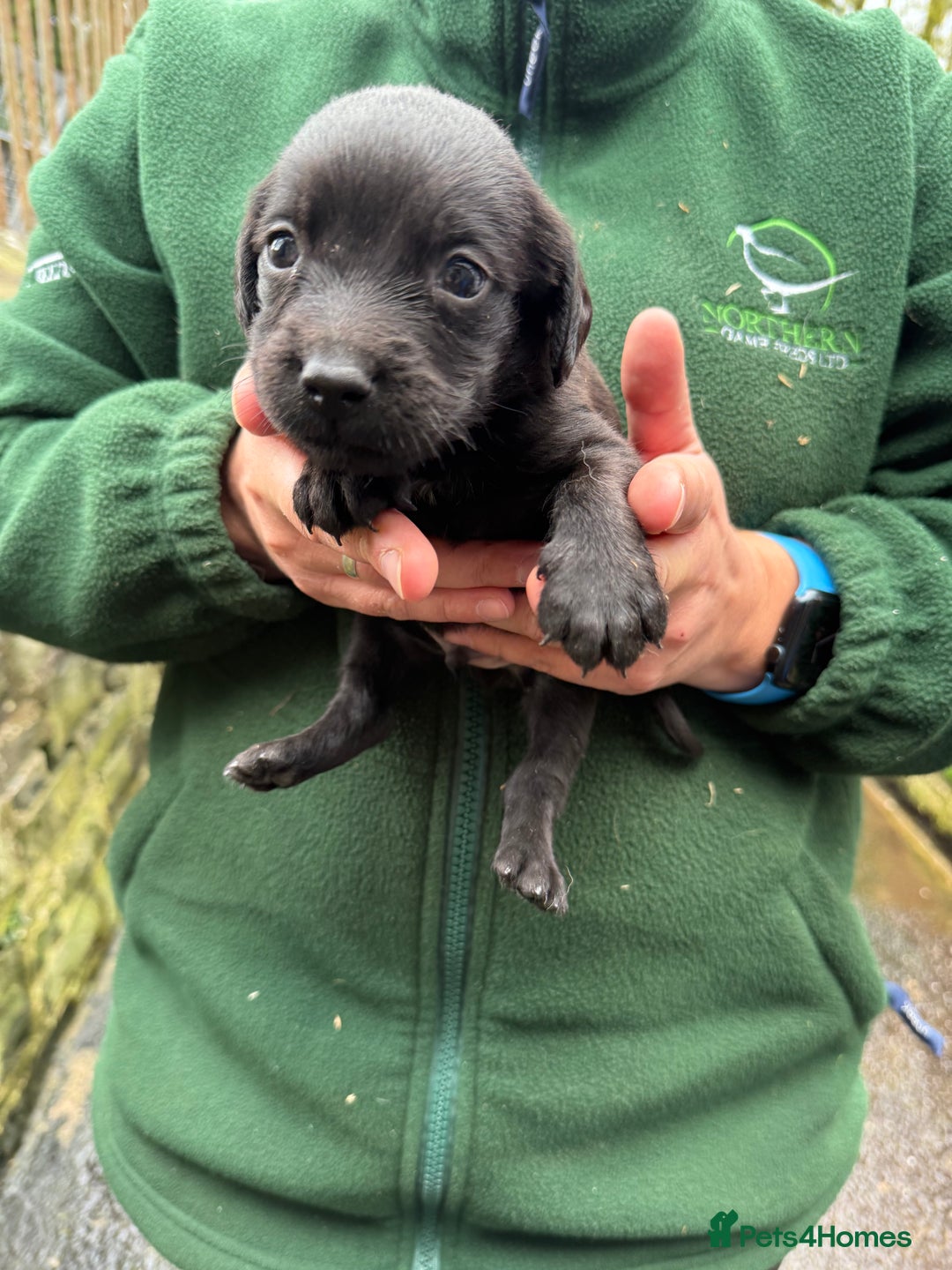 Springador dogs for sale: Lab/spaniel pups  - Image 5