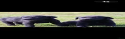 Labrador Retriever dogs for sale: Labrador puppies  - Advert 11
