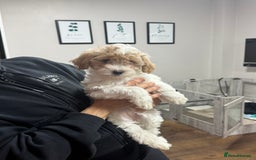Maltipoo dogs for sale: 3 Gorgeous Maltipoo Puppies - Advert 2