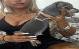 Miniature Dachshund dogs for sale: 7 stunning miniature dachshund puppies - Image 5