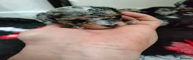 Jackapoo Puppy 5
