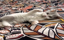 Selkirk Rex cats for sale: Gorgeous Selkirk Rex kittens - Image 35