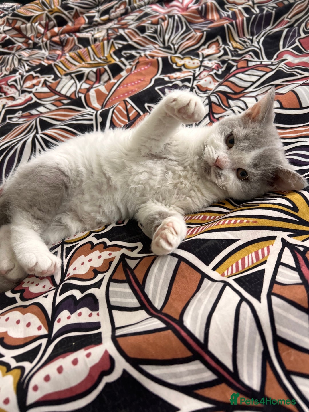 Selkirk Rex cats for sale: Gorgeous Selkirk Rex kittens - Image 35