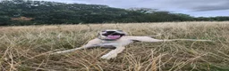 Mixed Breed dogs for sale: 6 month old saluki, grayhound, terrior  in Bangor - Advert 5