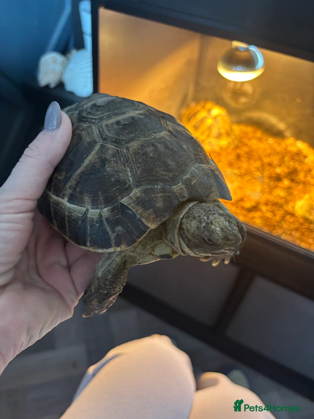 Hermann Tortoise reptiles for sale: Two tortoises  - Advert 2