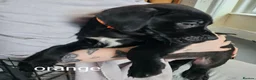 Mixed Breed dogs for sale: Bullmastiff cross puppies - Advert 15