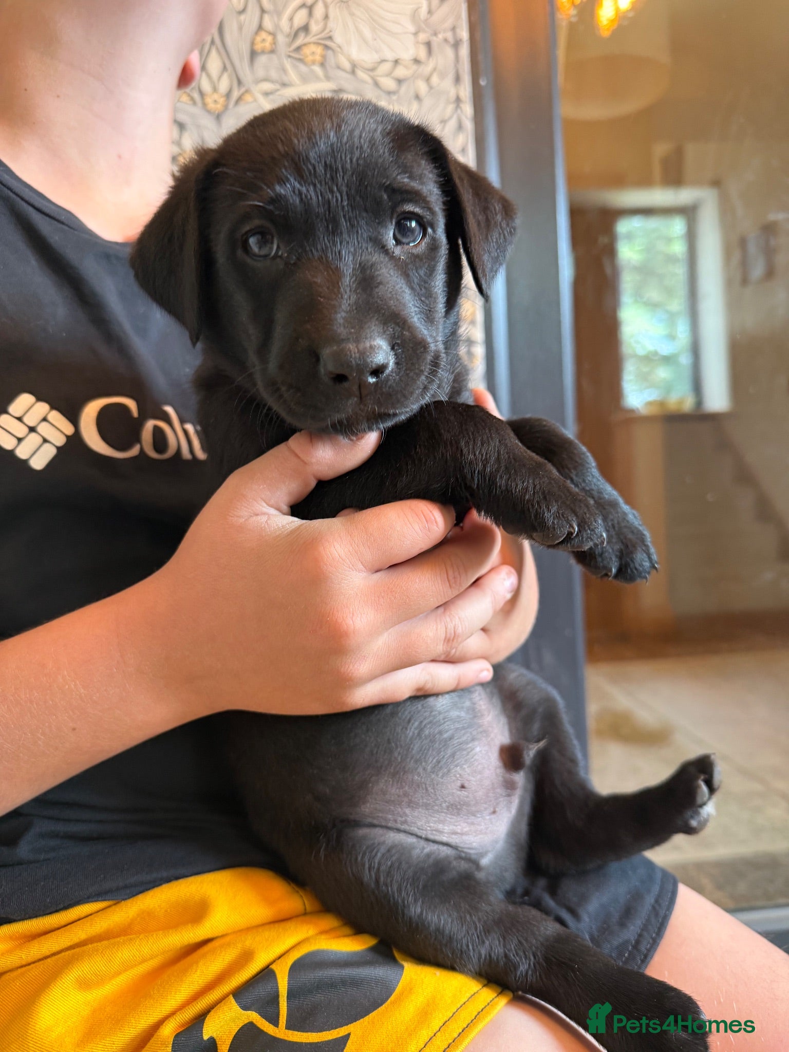 Borador dogs Stunning Lab x Collie, cream, black & chocolate! - Advert 1
