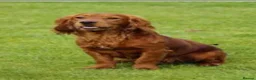Cocker Spaniel dogs for sale: Well bred working cocker spaniel puppies - Advert 2