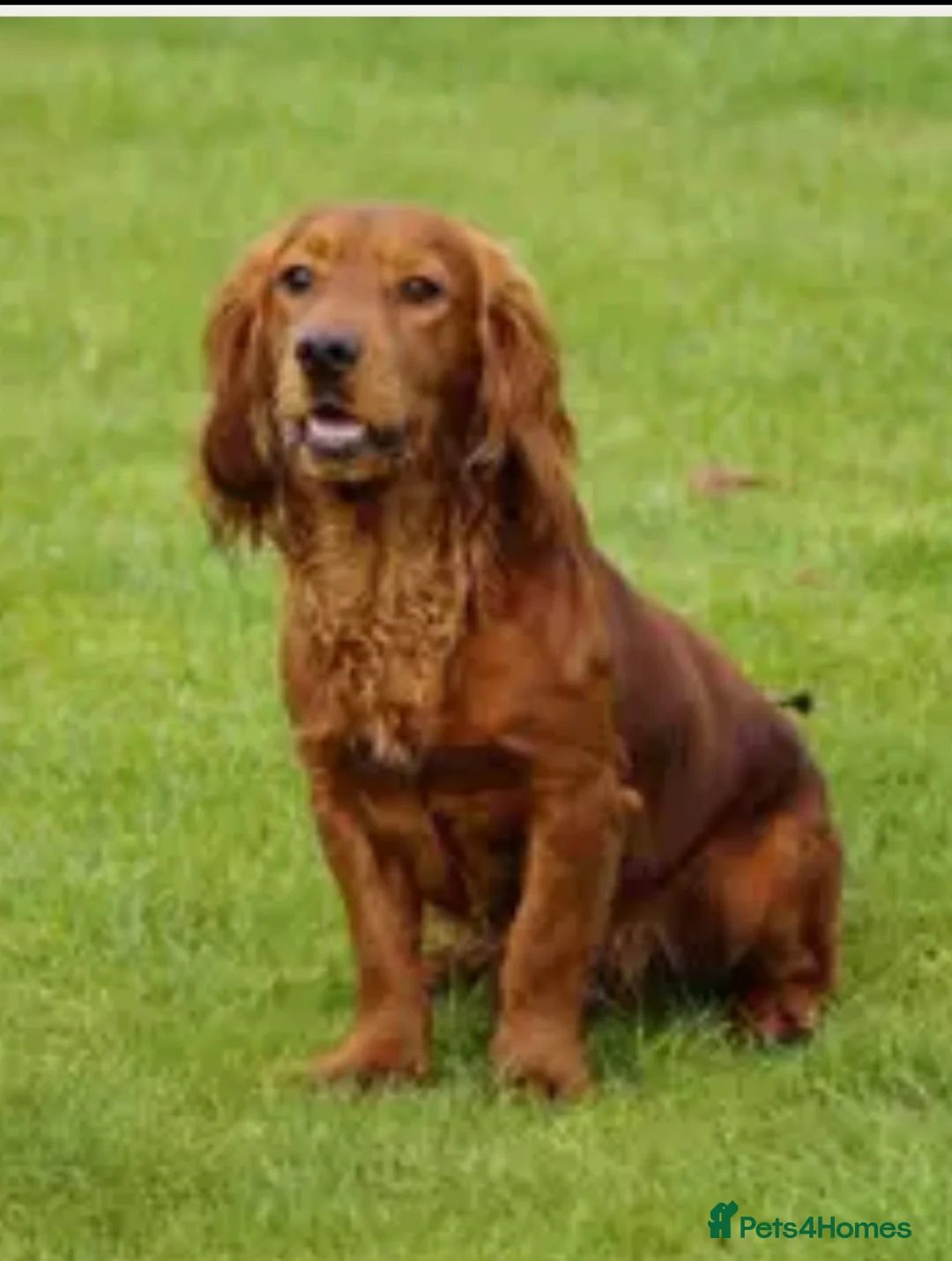 Cocker Spaniel dogs for sale: Well bred working cocker spaniel puppies - Advert 2