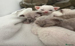 Devon Rex cats for sale: ❤️Devon rex kittens available 😻 - Image 1