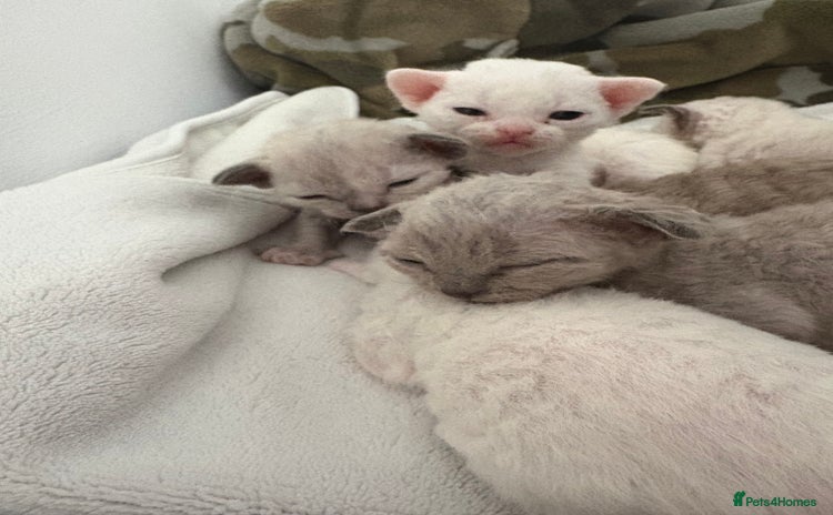 Devon Rex cats - Advert 1