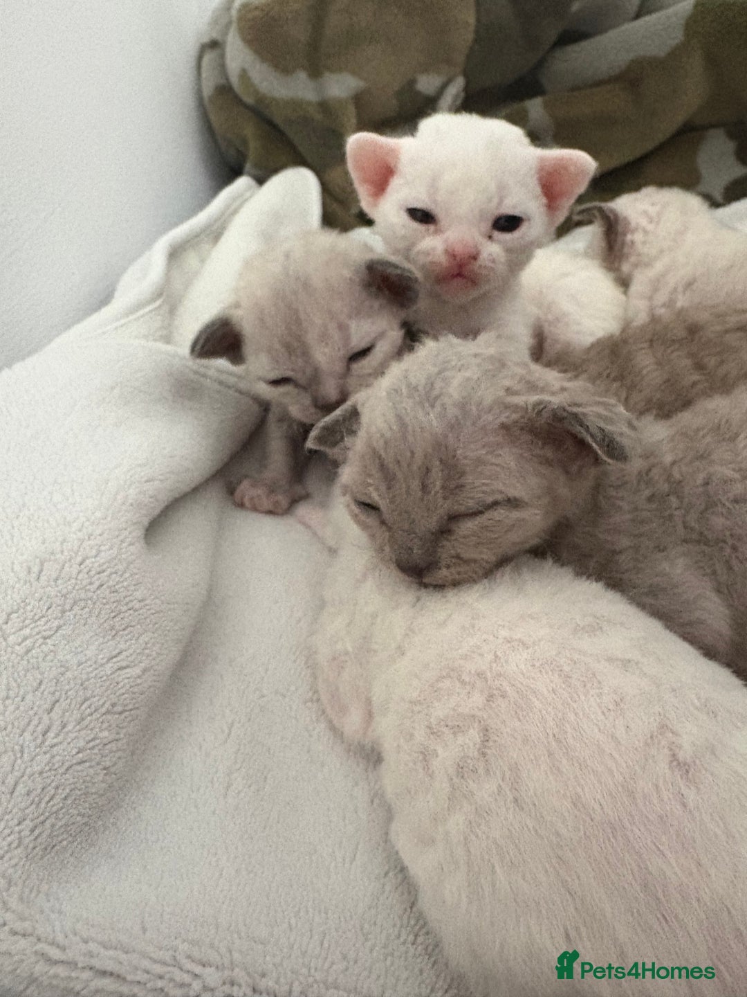 Devon Rex cats for sale: ❤️Devon rex kittens available 😻 - Image 1