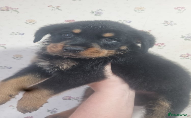 Rottweiler dogs - Advert 4