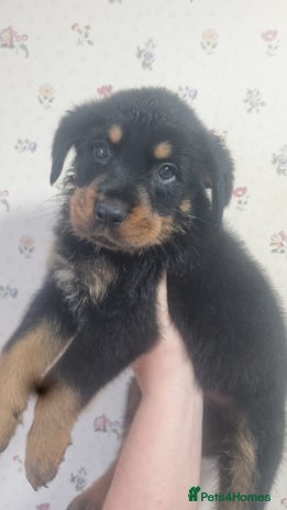 Rottweiler dogs - Advert 10