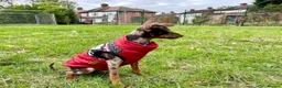 Russian Toy Terrier dogs for stud: PRAGUE RATTER boy for stud - Advert 13