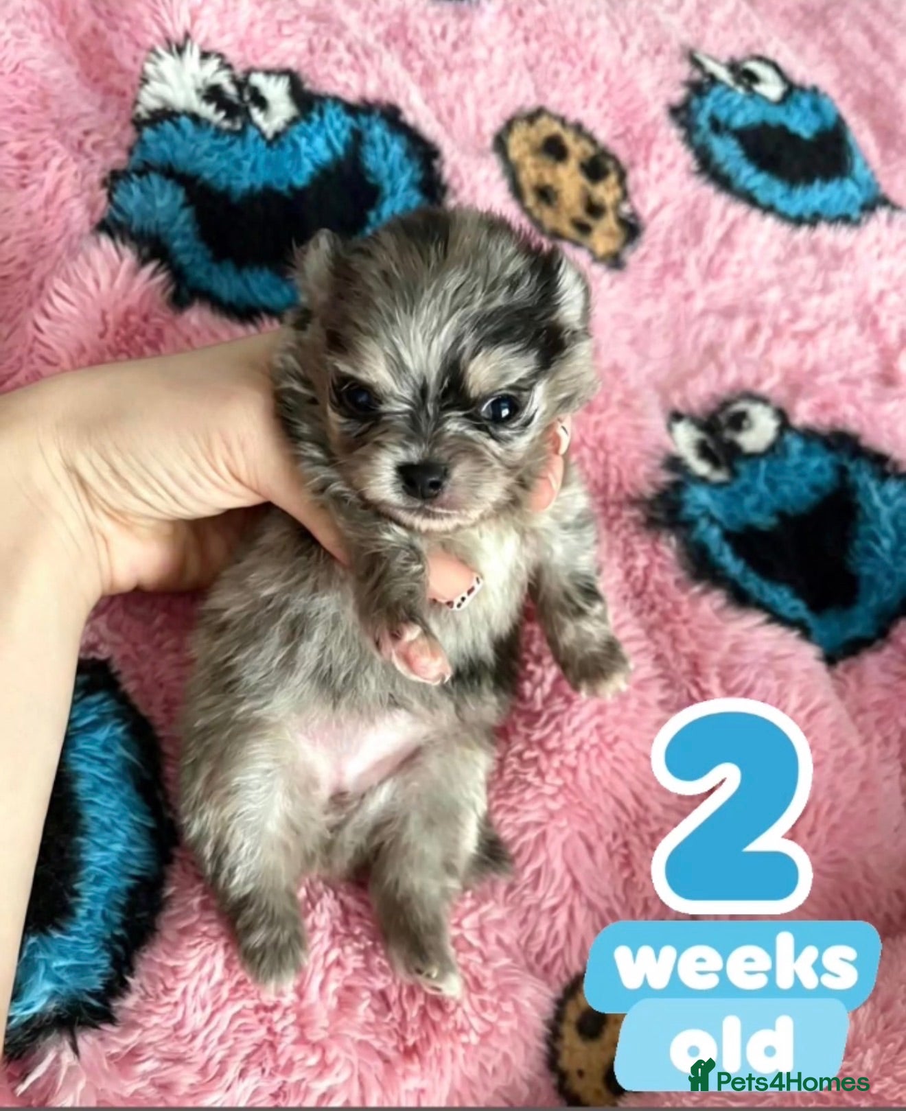 Pomeranian dogs ✨Super Rare Fluffy Poms🐾🐶✨💜🤎🩶🩵 - Advert 1