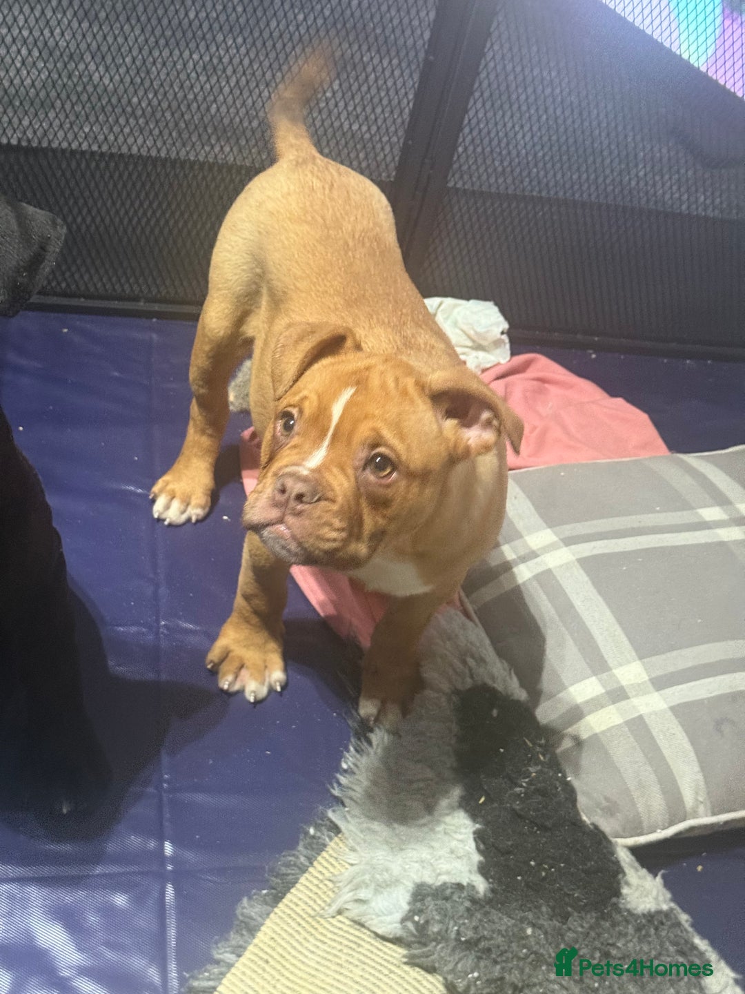 Alapaha Blue Blood Bulldog dogs for sale: ALAPAHA BLUE BLOOD BULLDOGS  - Advert 27