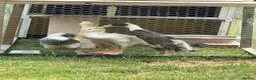 Ducks poultry for sale: 4 Unsexed Indian Runners - Advert 3