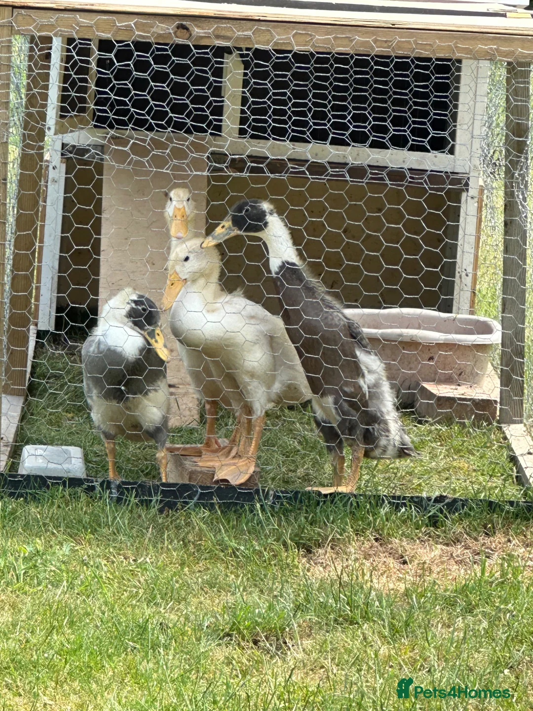 Ducks poultry for sale: 4 Unsexed Indian Runners - Advert 3