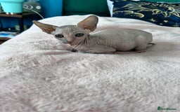 Sphynx cats for sale: 3 Sphynx cats  - Image 5