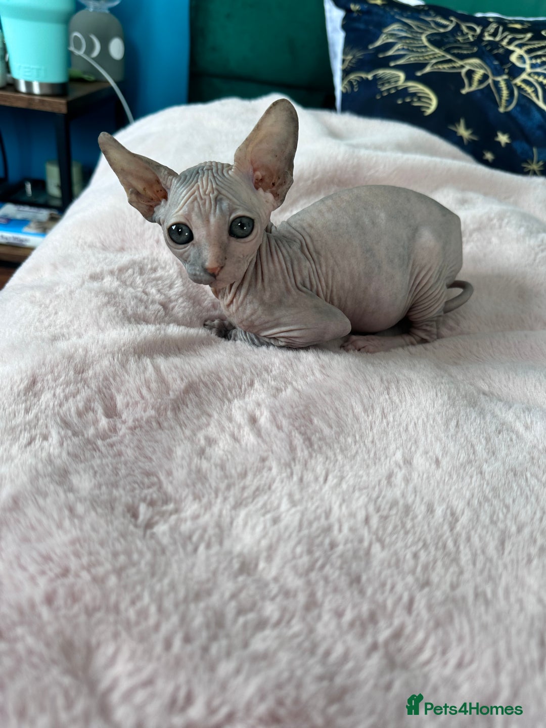 Sphynx cats for sale: 3 Sphynx cats  - Image 5