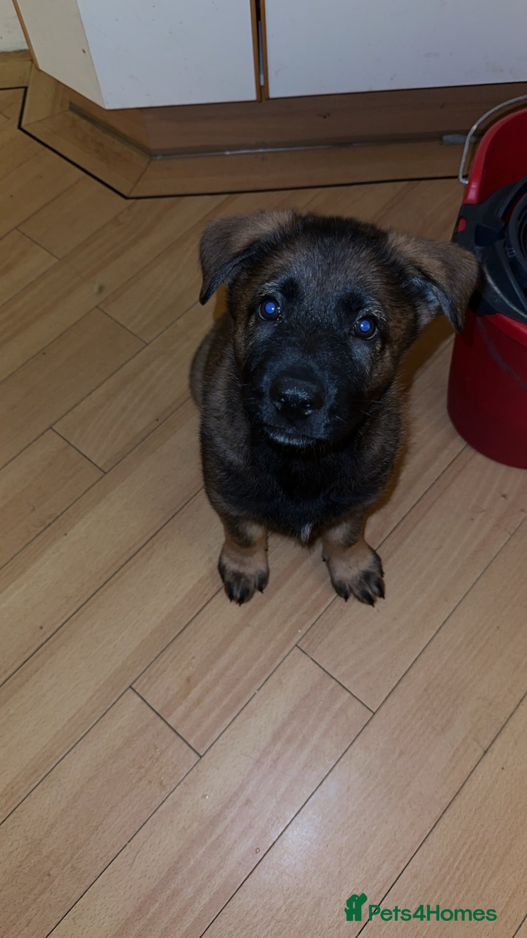 German Shepherd dogs for sale: 1 beautiful female German shepher kc reg working - Advert 16