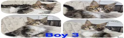 Maine Coon cats for sale:  TICA registered maine coon kittens - Advert 3