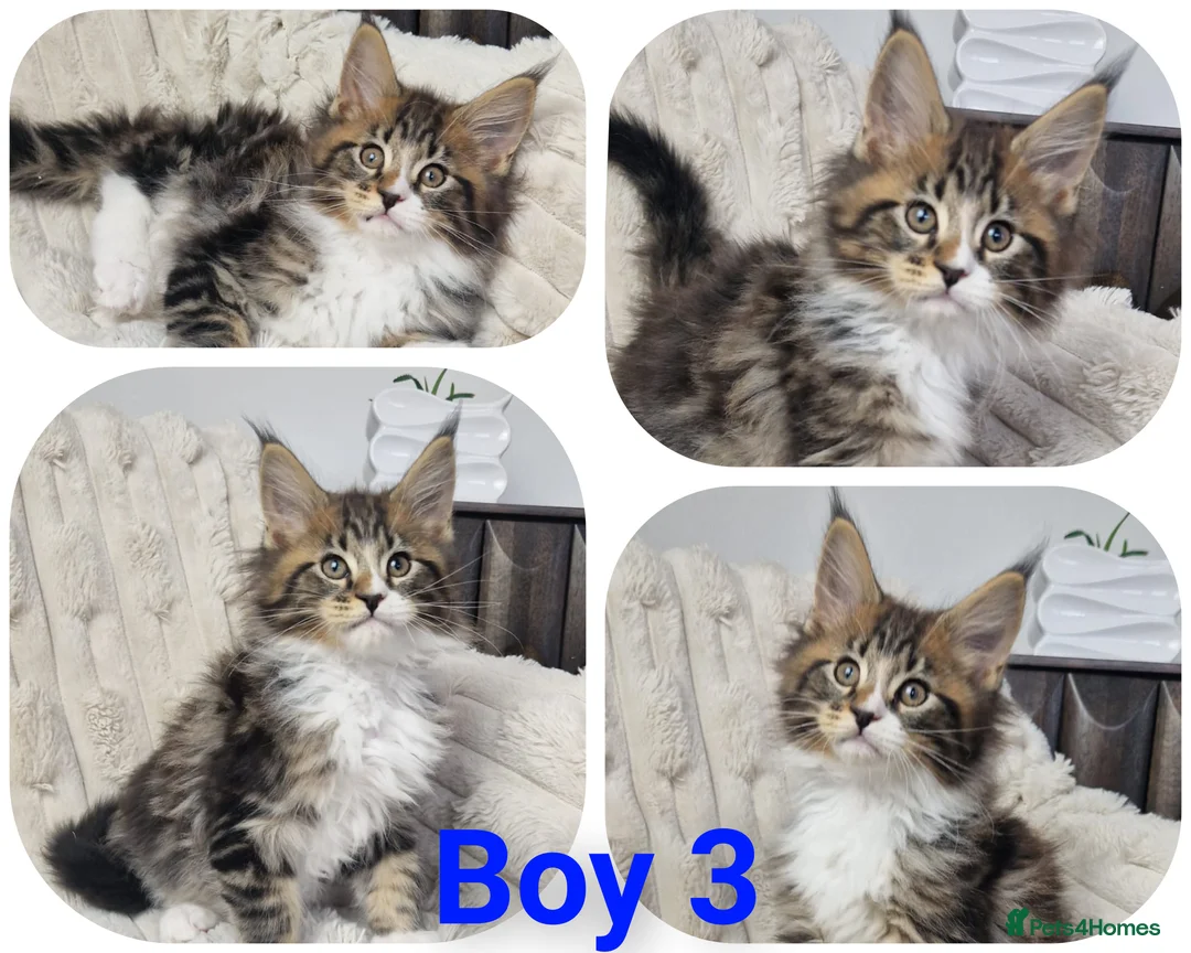 Maine Coon cats for sale:  TICA registered maine coon kittens - Advert 3