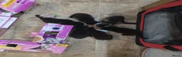Ragdoll cats for sale: Ragdoll Persian X kittens  - Advert 7