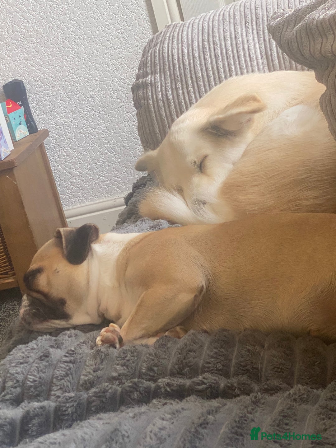 Frug dogs for sale: very loving female frug  - Image 2