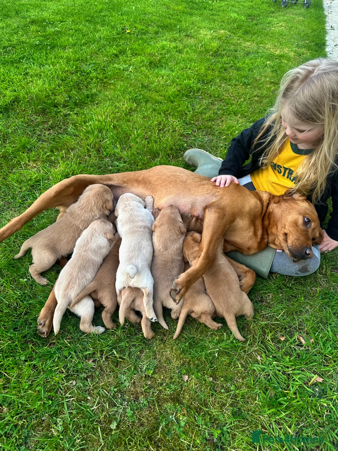 Labrador Retriever dogs for sale: Stunning fox red labrador puppies for sale - Advert 6