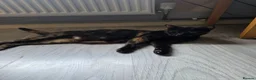 Mixed Breed cats for sale: Kittens looking for forever home in Stowmarket - Advert 3