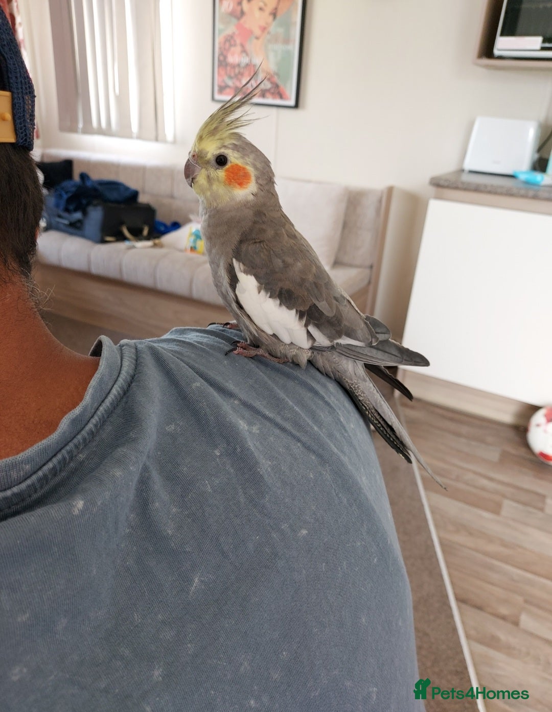 Cockatiels birds for sale: Tame Cockatiel with full set up. Beautiful boy ❤️ - Advert 5