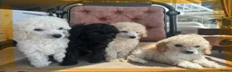 Miniature Poodle dogs for sale: Pedigree club registered Miniature poodles  - Advert 21