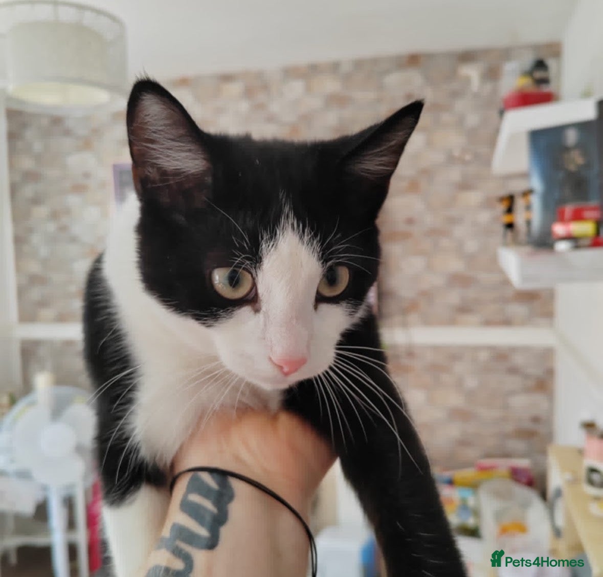 Mixed Breed cats Mother and cat  - Advert 1