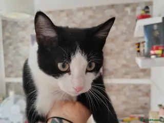 Mixed Breed cats Mother and cat - Advert 1