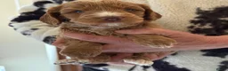 Cockapoo dogs for sale: F1 SHOW COCKAPOOS EXT DNA TESTED  - Advert 12