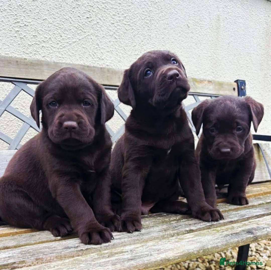 Labrador Retriever dogs for sale: Gorgeous Chocolate labrador puppies - Advert 1