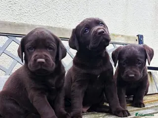 Labrador Retriever dogs Gorgeous Chocolate labrador puppies - Advert 2