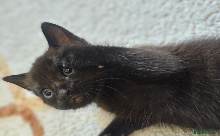 Mixed Breed cats - Advert 1