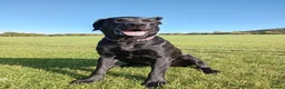 Labrador Retriever dogs for sale: Rhys. in Edinburgh - Advert 2