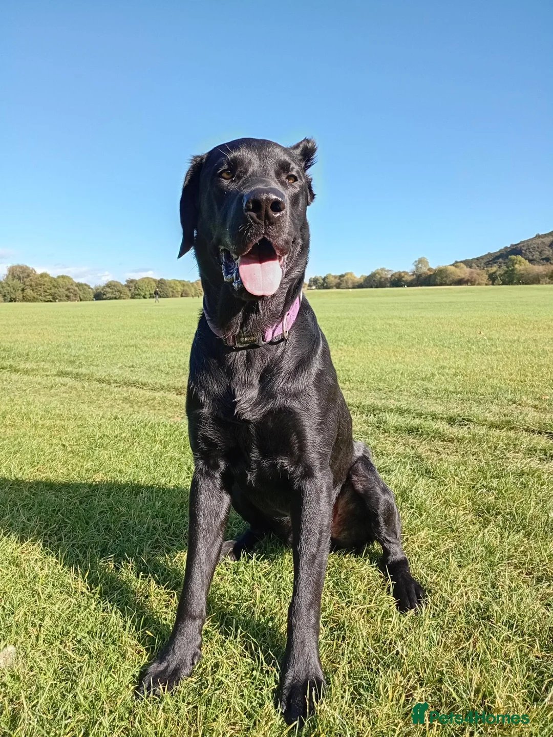Labrador Retriever dogs for sale: Rhys. in Edinburgh - Advert 2