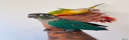 Conures birds for sale: Hand reared conures for sale  - Advert 7