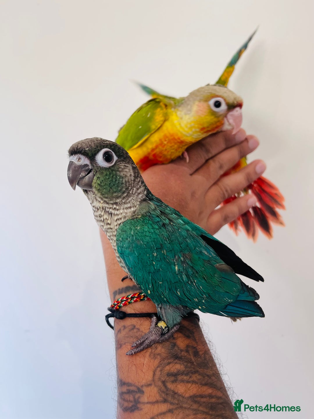 Conures birds for sale: Hand reared conures for sale  - Advert 7
