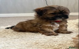 Shih Tzu dogs for sale: Shih Tzu puppies  - Image 5